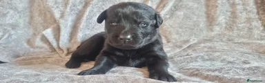 Mixed Breed Puppy 4