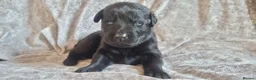 Mixed Breed dogs for sale: 1 black male newfador left  - Advert 7