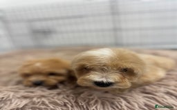 Maltipoo dogs for sale: 5⭐️ Licensed breeder. Tiny maltipoo puppies - Image 10