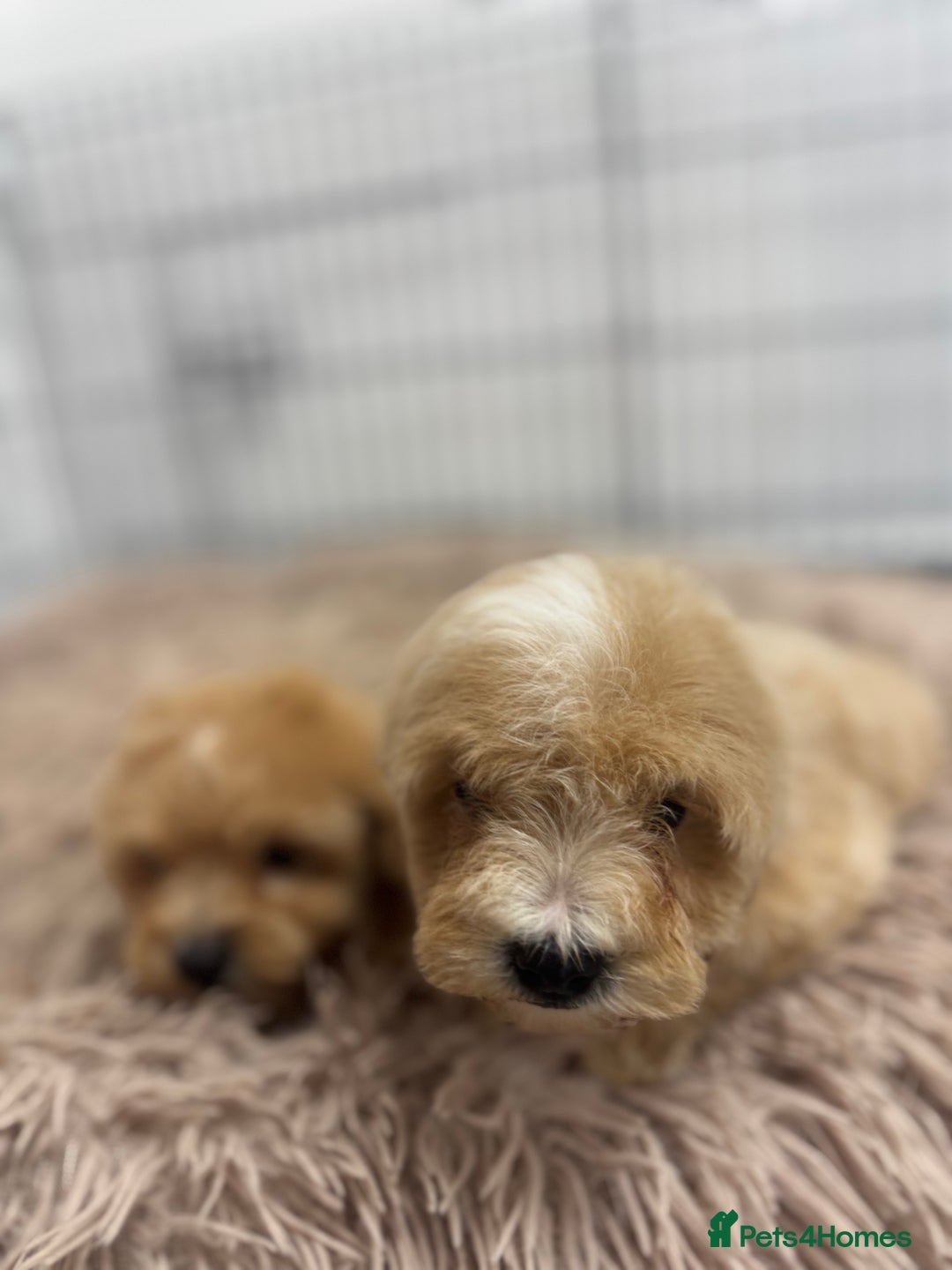 Maltipoo dogs for sale: 5⭐️ Licensed breeder. Tiny maltipoo puppies - Image 10