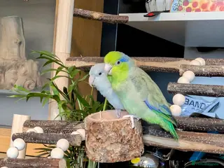 Parakeets birds Bonded Parrotlets - Advert 1
