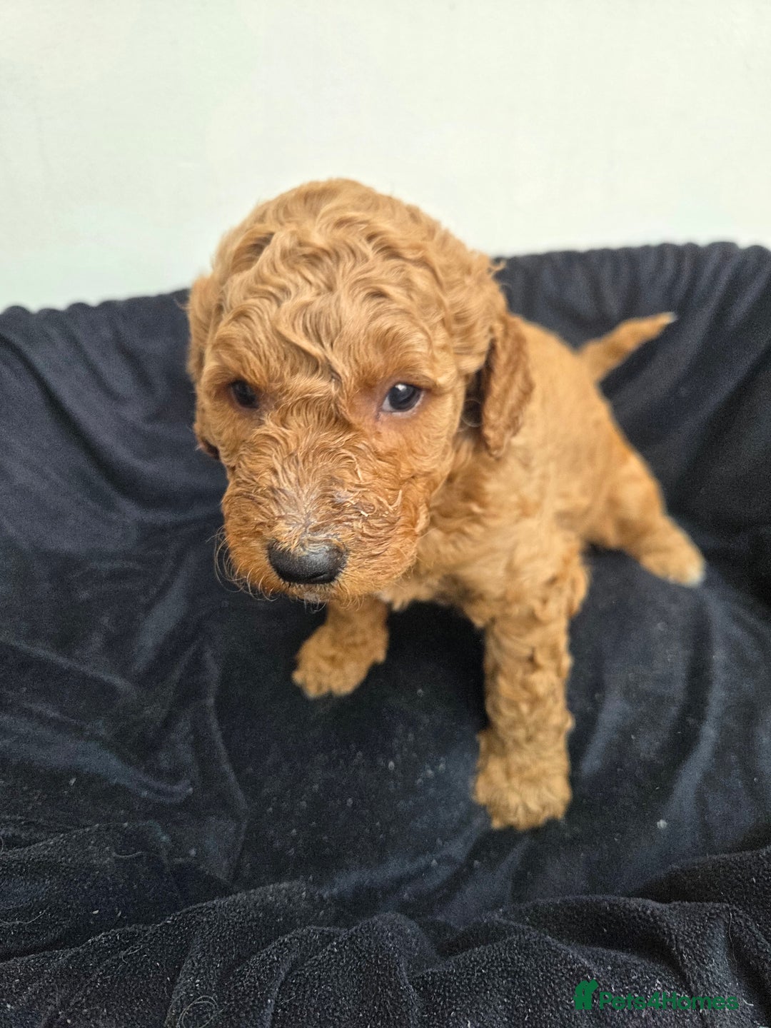 Goldendoodle dogs for sale: Beautiful F1B Goldendoodle Puppies DNA tested - Image 9