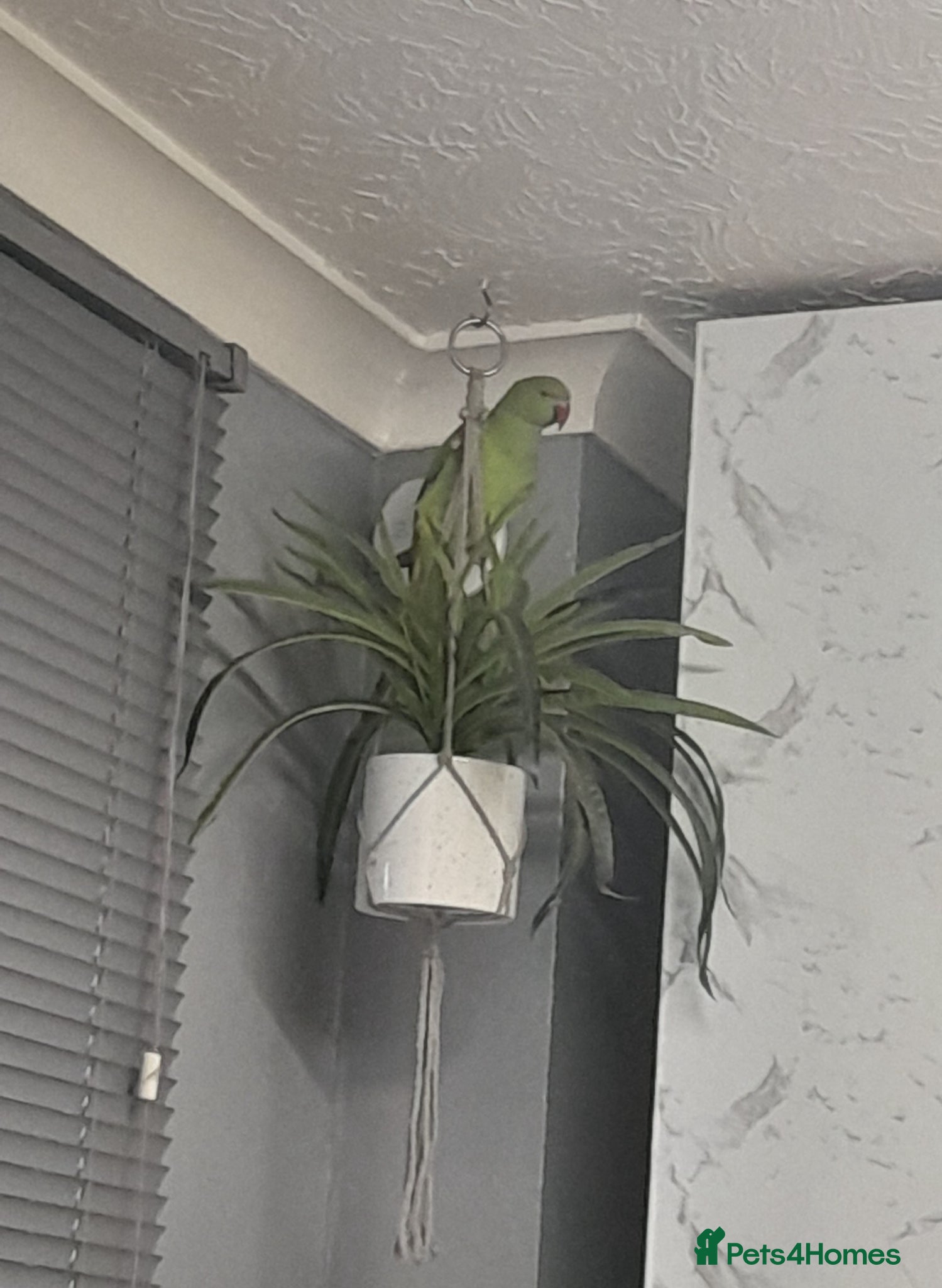 Ringnecks birds Indian ringneck - Advert 1