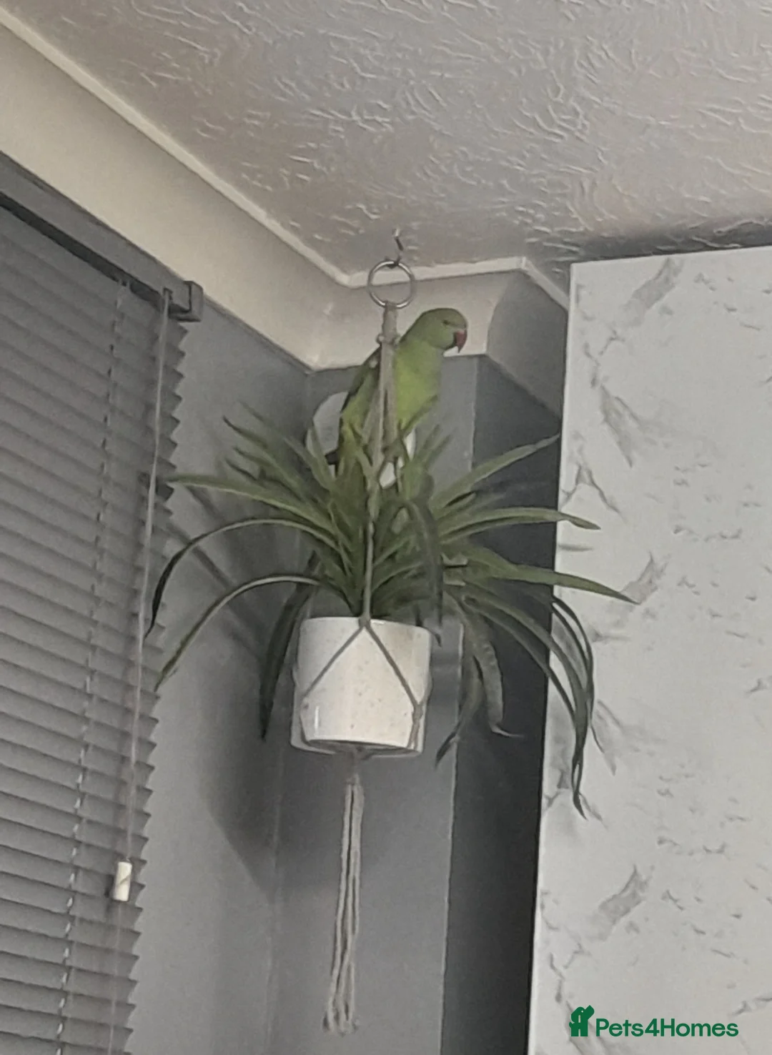 Ringnecks birds for sale: Indian ringneck in Woking - Advert 1