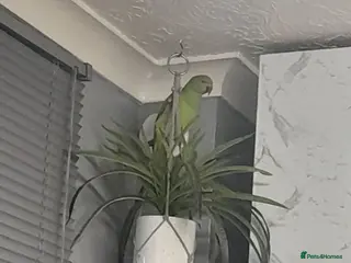 Ringnecks birds Indian ringneck - Advert 1