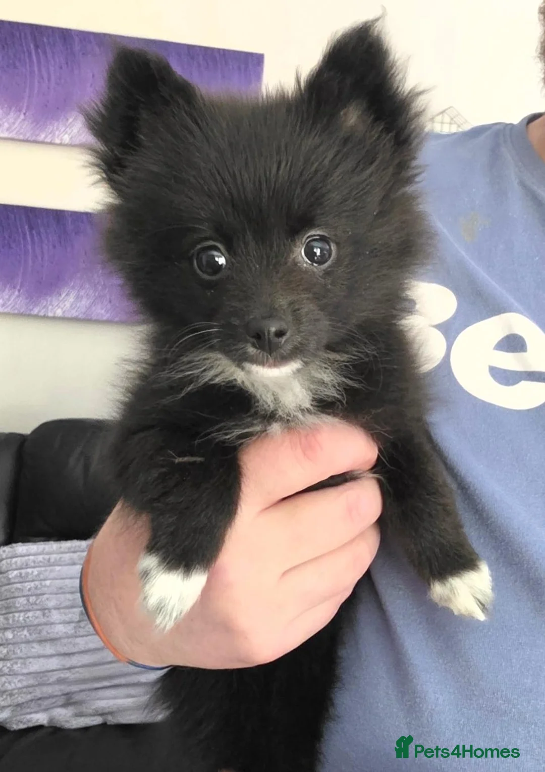 Pomeranian dogs for sale: 8 month old black pomeranian girl - Advert 5