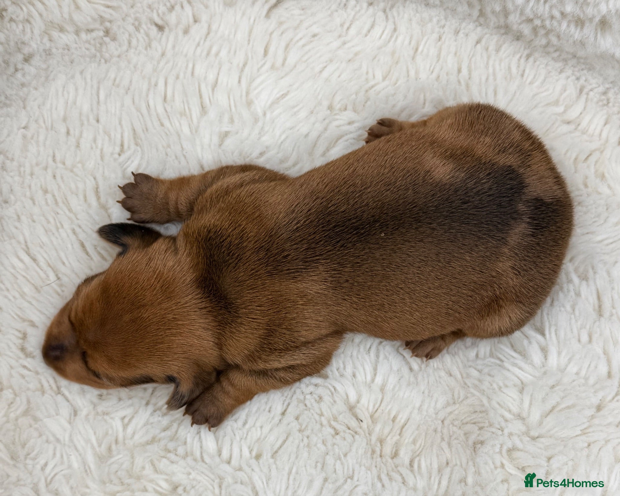 Miniature Dachshund dogs KC Champion Lines Miniature Dachshunds  - Advert 2