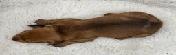 Miniature Dachshund dogs for sale: KC Champion Lines Miniature Dachshunds  - Advert 2