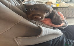 Cocker Spaniel dogs for sale: 3 boys left - Outstanding working cocker spaniels - Image 11