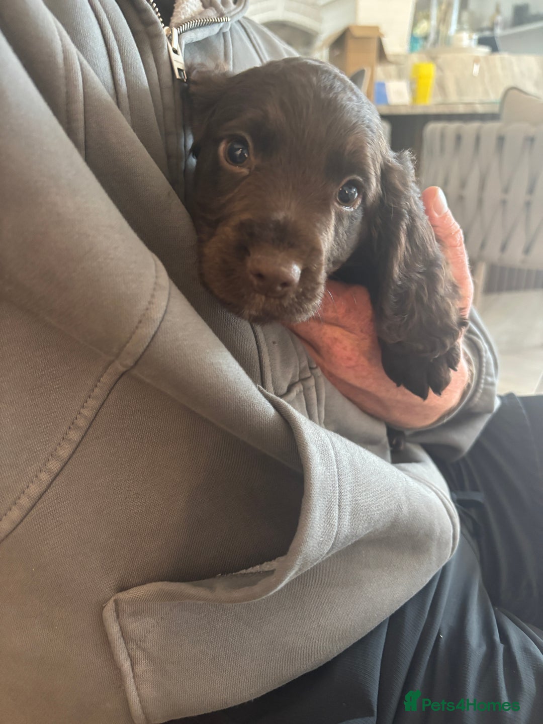 Cocker Spaniel dogs for sale: 3 boys left - Outstanding working cocker spaniels - Image 11