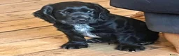 Cocker Spaniel dogs for sale: KC Reg Cocker Spaniel Puppies - Advert 3