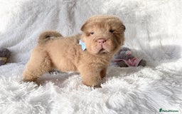 Shar Pei dogs for sale: ⭐️Quality Shar pei puppies for sale⭐️ - Image 4