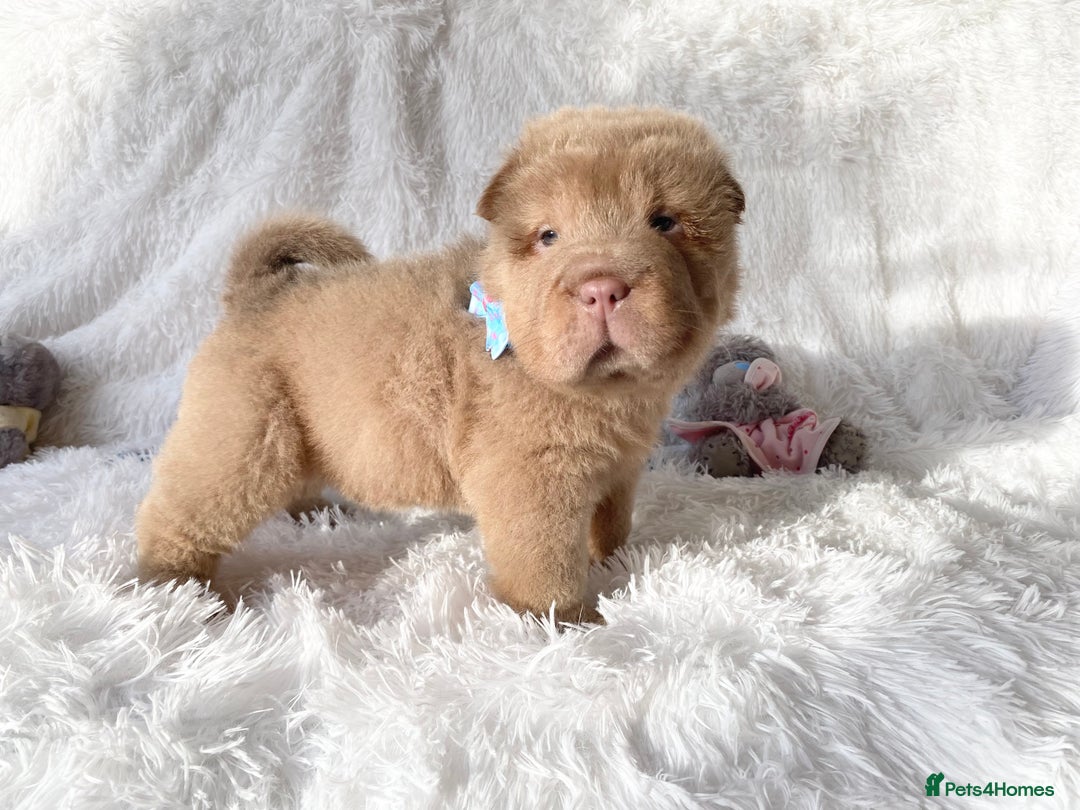 Shar Pei dogs for sale: ⭐️Quality Shar pei puppies for sale⭐️ - Image 4