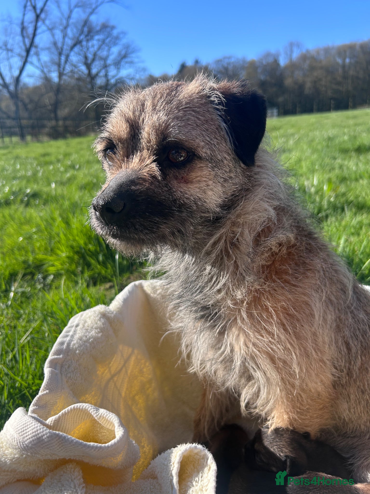 Border Terrier dogs Border terrier puppys - Advert 4