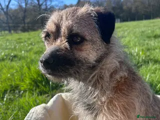 Border Terrier dogs Border terrier puppys - Advert 4