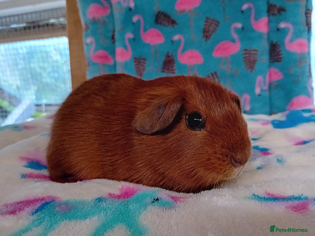 Guinea Pig rodents for sale: Baby Boars Different Breeds Available  - Image 14