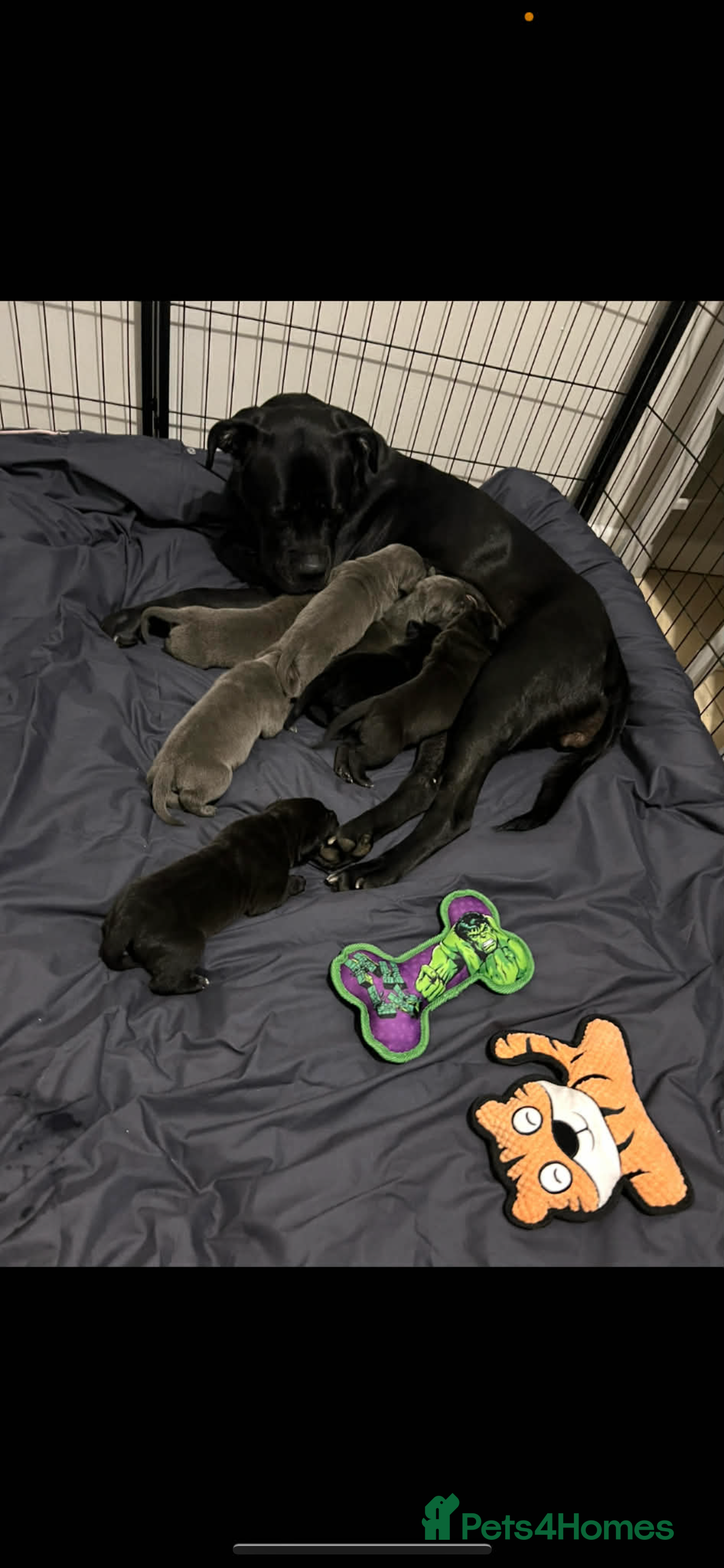 Cane Corso dogs Chunky cane corso boy pups - Advert 6