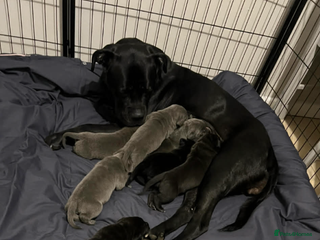 Cane Corso dogs Chunky cane corso boy pups - Advert 11