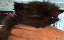 Persian cats for sale: REDUCED Champion Line Black Persians.  - Image 9