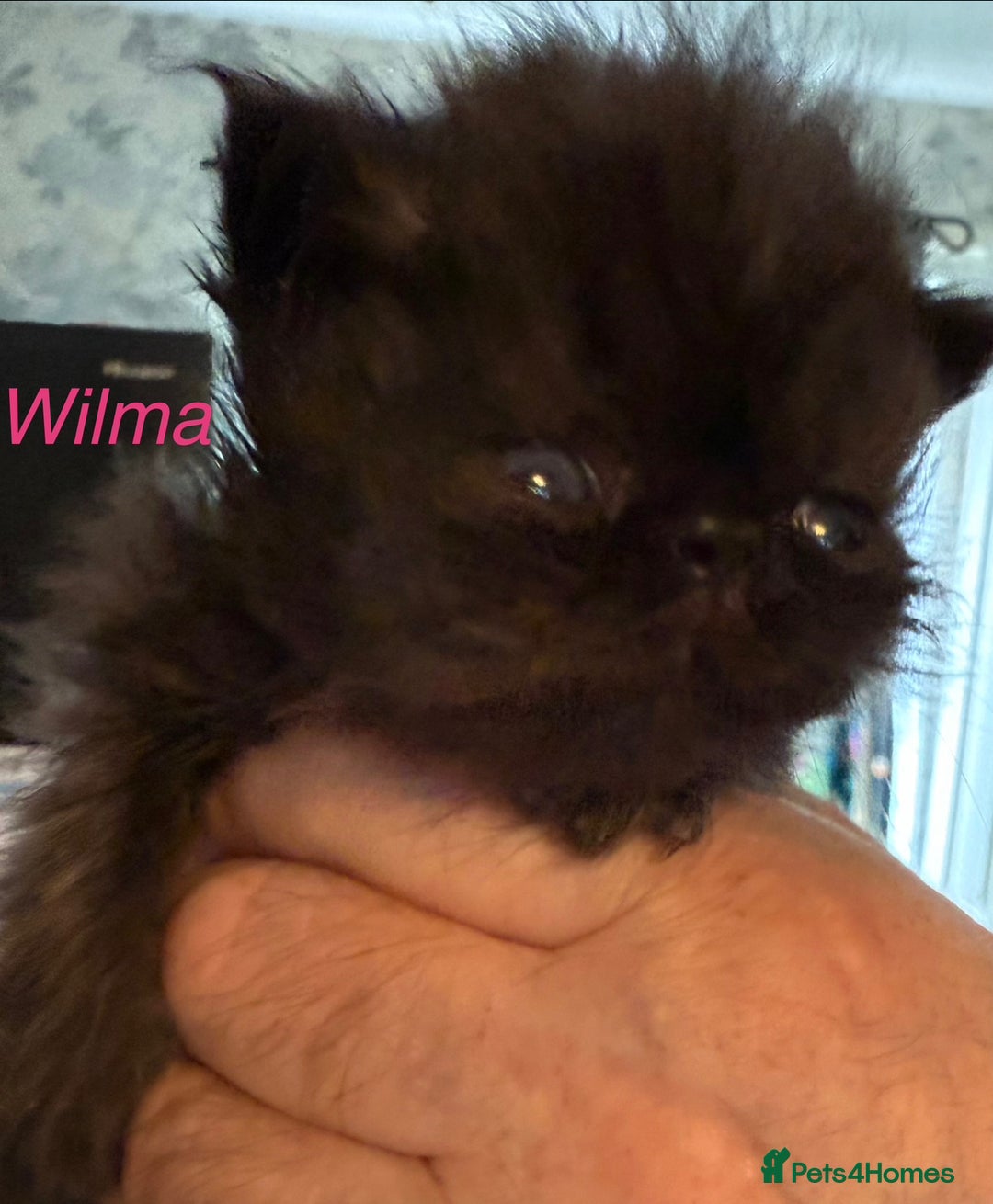 Persian cats for sale: REDUCED Champion Line Black Persians.  - Image 9