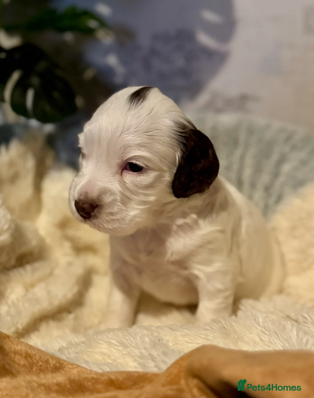 Sprocker dogs for sale: Beautiful Sprocker Spaniel pups  - Advert 18