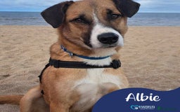 Mixed Breed dogs for adoption: Meet Albie, currently residing in Derbyshire  - Image 1