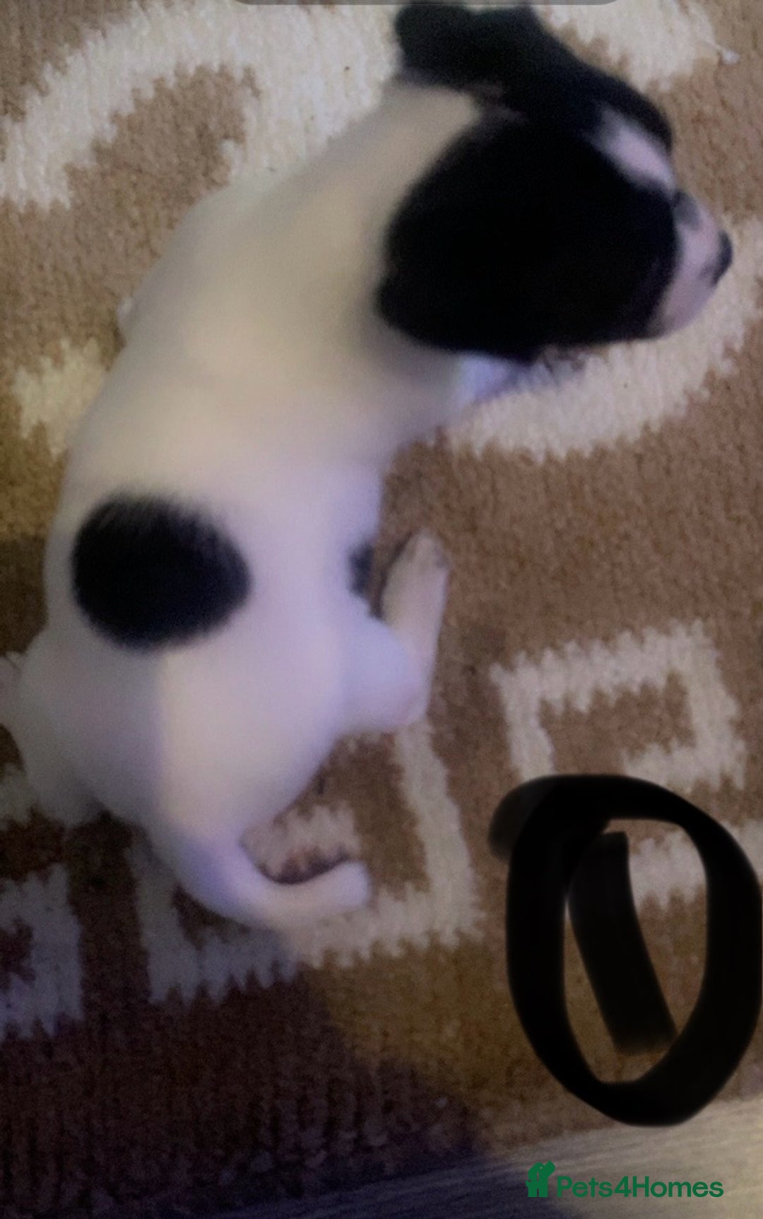Jack Russell dogs for sale: Jack Russel pups  - Advert 3