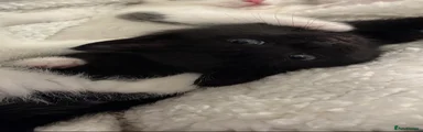 Domestic Shorthair Kitten 1