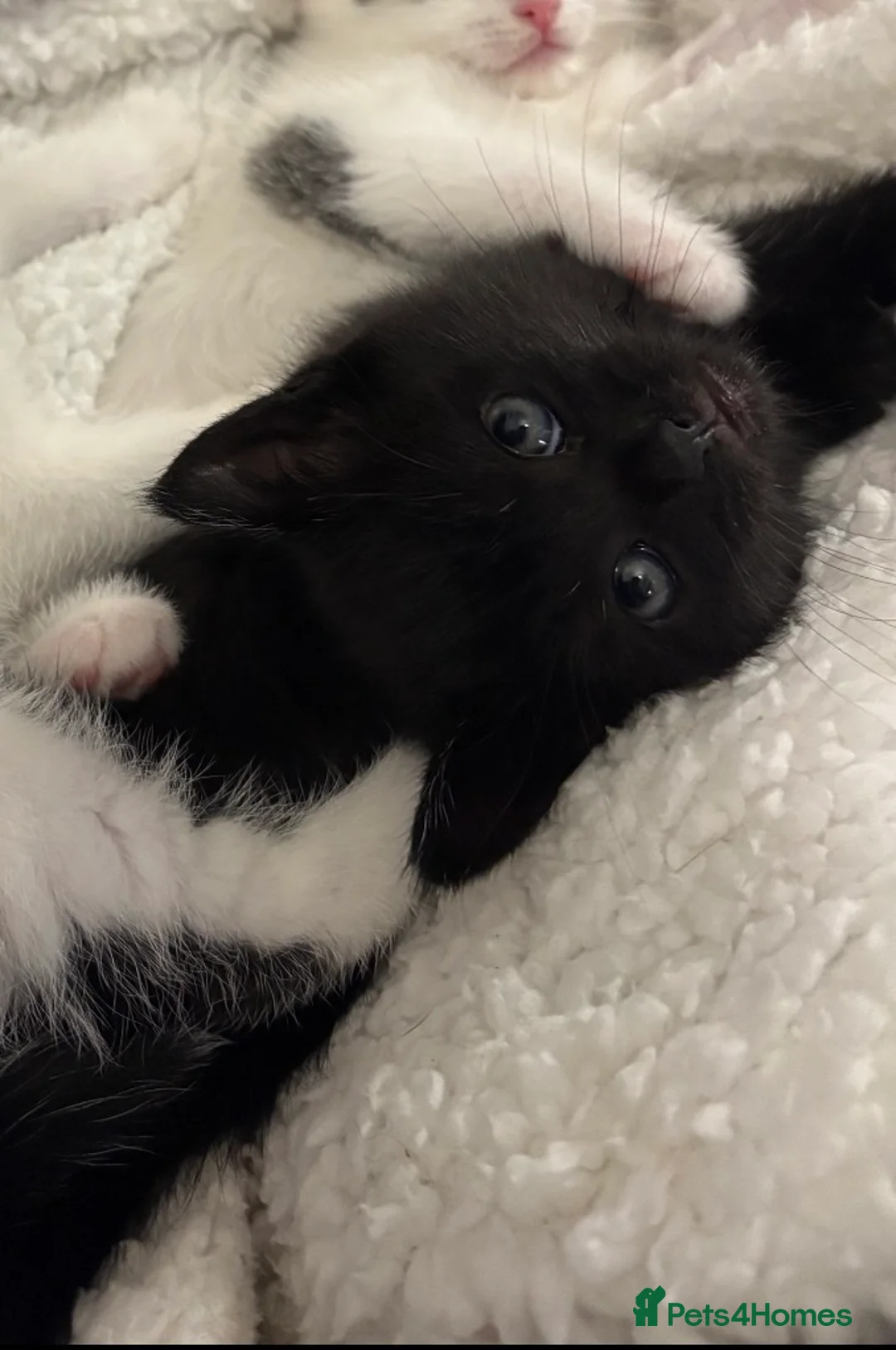 Domestic Shorthair cats for sale: Beautiful 10 week Kitten in Wallasey - Advert 2