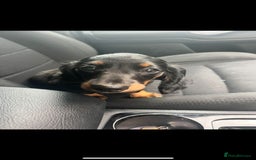Miniature Dachshund dogs for sale: Adorable miniature dachshund long hair fully vac - Image 3