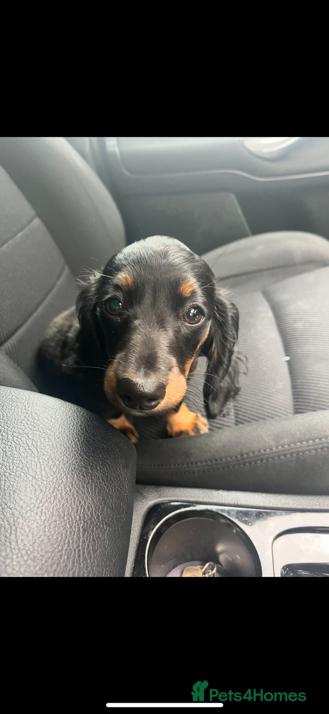 Miniature Dachshund dogs for sale: Adorable miniature dachshund long hair fully vac - Image 3