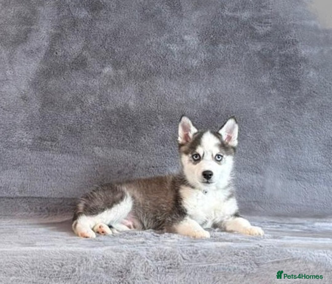 Pomsky dogs for sale: F3 blue eyes perfect husky markings Pomsky puppies - Advert 4