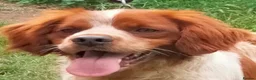 Brittany Spaniel dogs for adoption: Xenon - 3 year old Brittany  - Advert 5