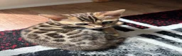 Bengal cats for sale: Bengal kittens for sale - Advert 10