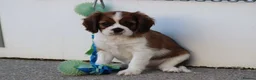 Cavalier King Charles Spaniel dogs for sale: PUG x CAVALIER puppies for sale  - Advert 7