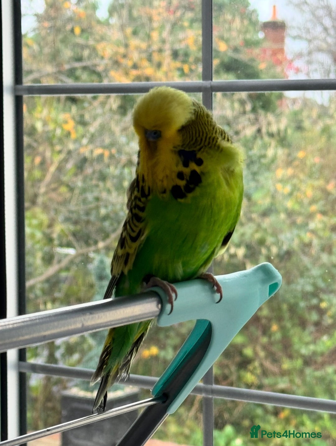 Budgerigars birds for sale: Super Tame Male Exhibition Budgie - Advert 5