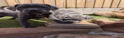 Cane Corso dogs for sale: Cane corso puppies  - Advert 15