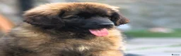 Leonberger dogs for sale: Gorgeous Leonberger female puppy - Advert 1