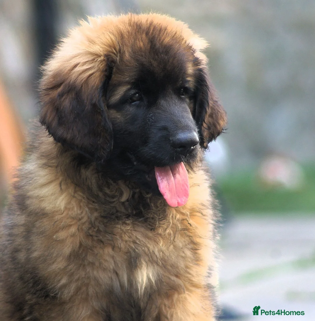 Leonberger dogs for sale: Gorgeous Leonberger female puppy - Advert 1