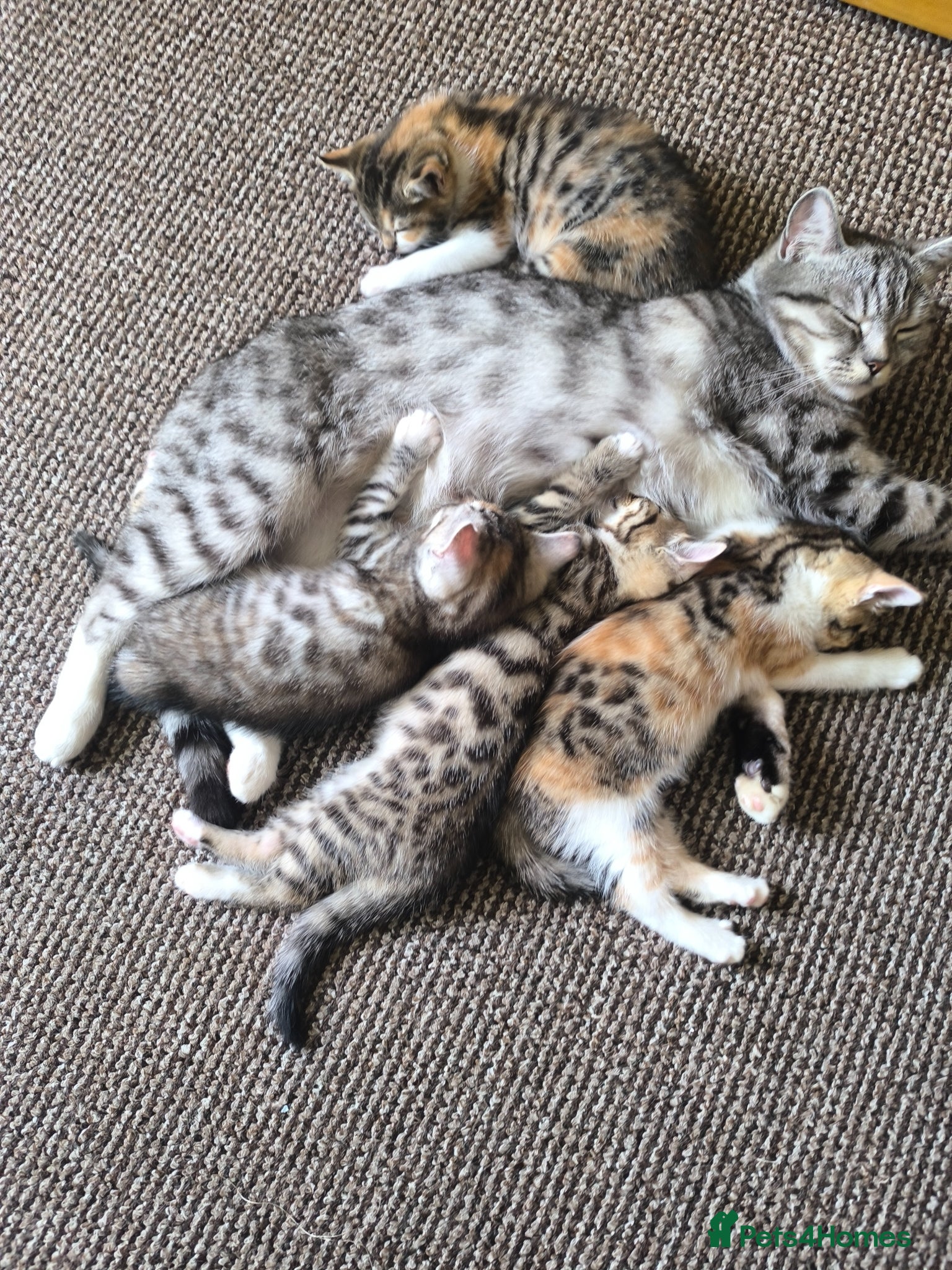 Mixed Breed cats Gorgeous kittens - Advert 5