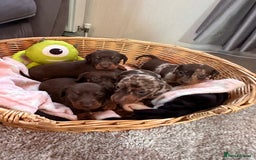 Dachshund dogs for sale: Beautiful Dachshund Puppies  - Image 1