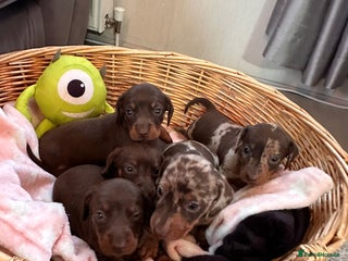 Dachshund dogs for sale - Advert 1
