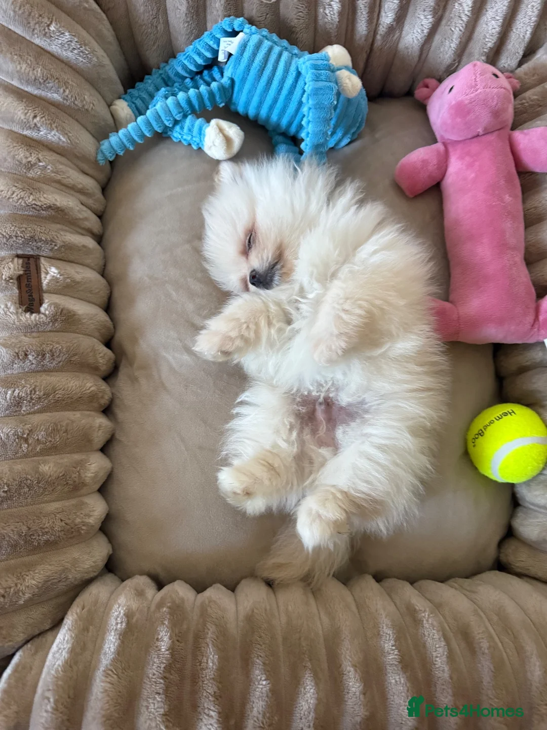Pomeranian dogs for sale: Pomerian  in Leeds - Advert 4