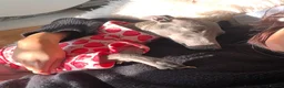 Italian Greyhound dogs for sale: Loving Home Needed for The Best Italian Greyhound  - Advert 7