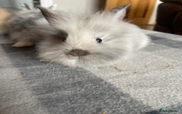 English Lop rabbits for sale: Beauitful Double Mane lop and dwarf double mane in Spalding - Image 11