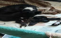 Borador dogs for sale: Beautiful litter of borador pups ready now - Image 12