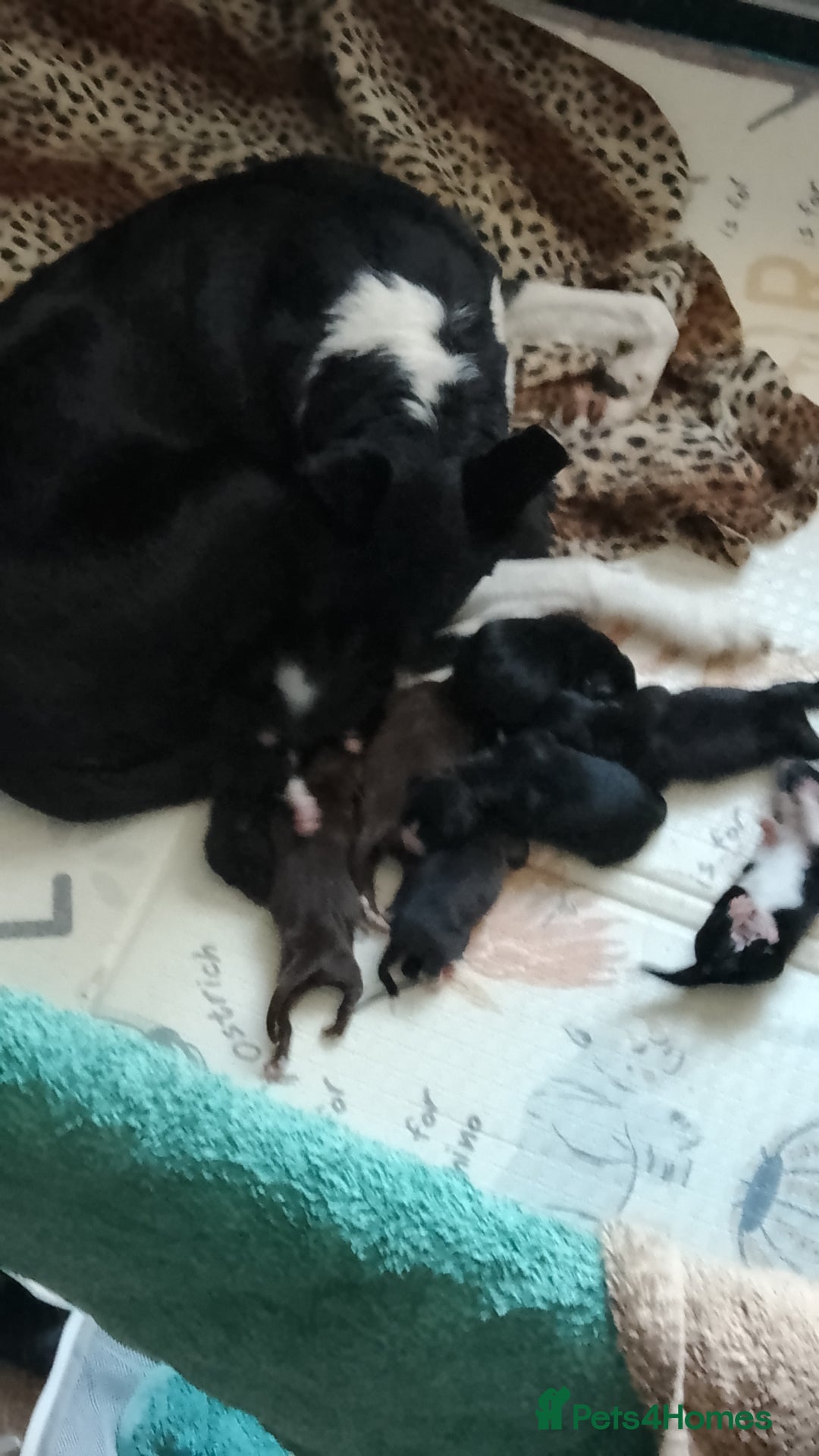 Borador dogs for sale: Beautiful litter of borador pups ready now - Image 12