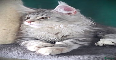 Maine Coon cats - Advert 4