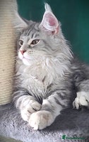 Maine Coon cats - Advert 4