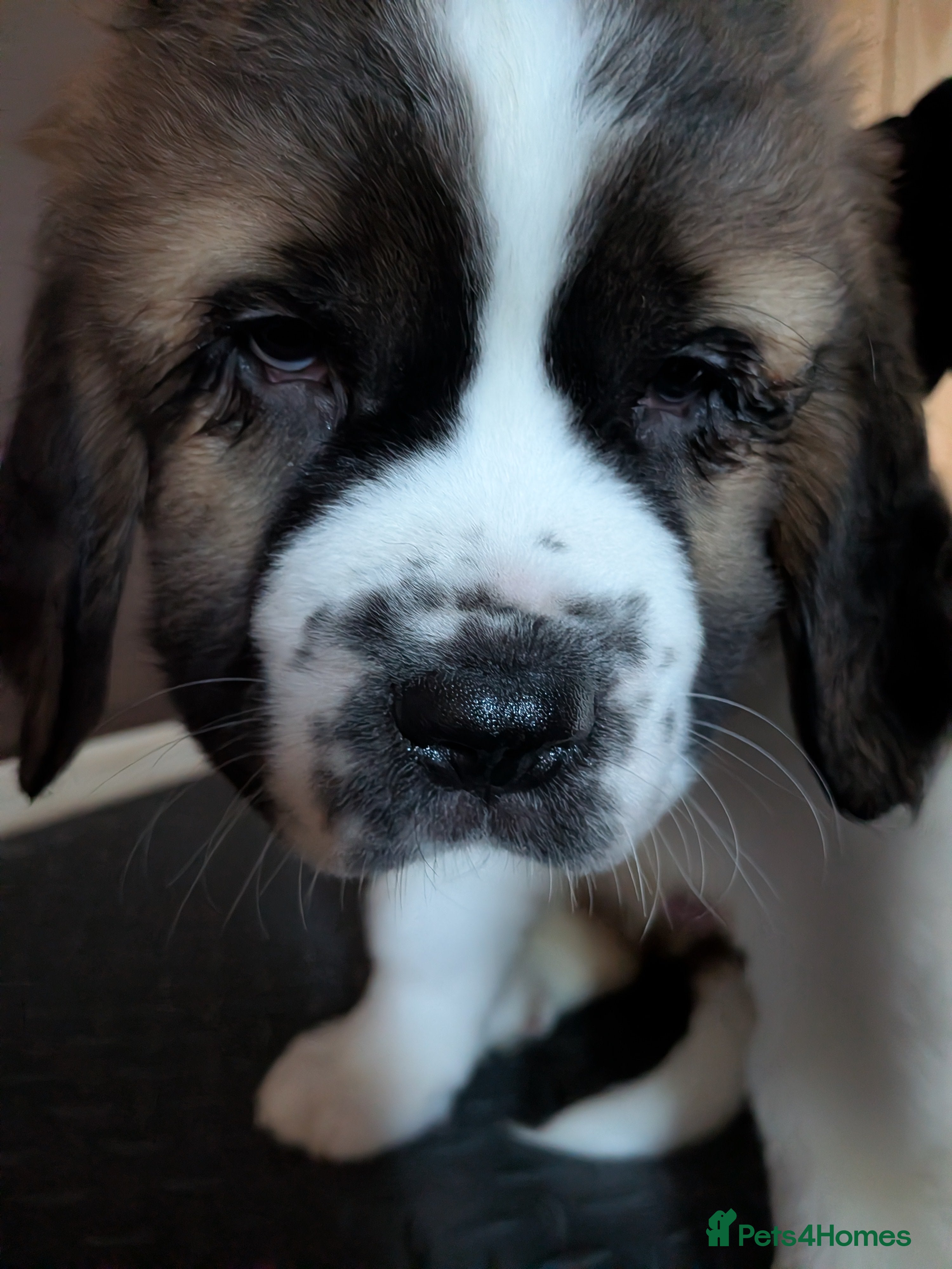 Saint Bernard dogs Saint Bernards KC registered, Hip and Elbow scored - Advert 2